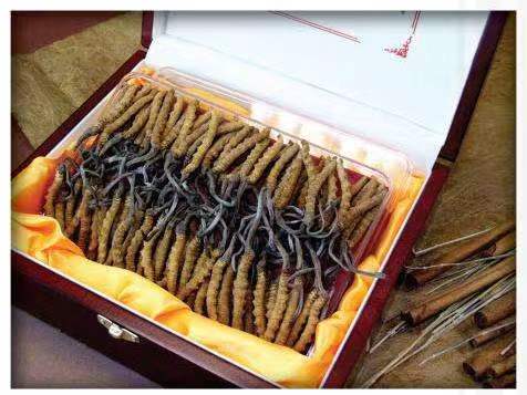 东凤镇冬虫夏草回收